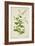 Plumbago Zeylanica Linn, 1800-10-null-Framed Giclee Print