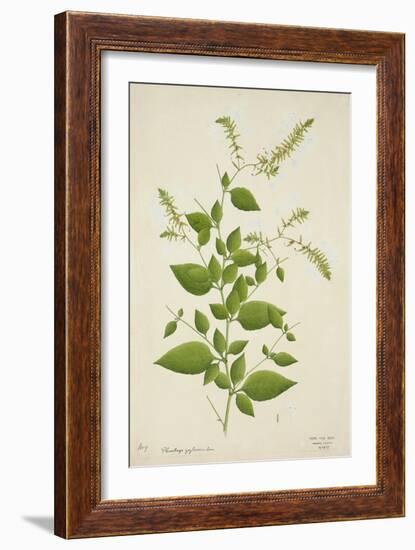 Plumbago Zeylanica Linn, 1800-10-null-Framed Giclee Print