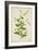 Plumbago Zeylanica Linn, 1800-10-null-Framed Giclee Print