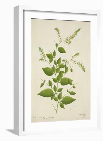 Plumbago Zeylanica Linn, 1800-10-null-Framed Giclee Print