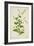 Plumbago Zeylanica Linn, 1800-10-null-Framed Giclee Print