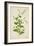 Plumbago Zeylanica Linn, 1800-10-null-Framed Giclee Print