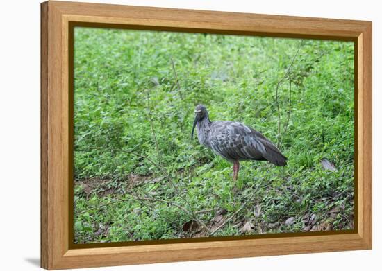 Plumbeous Ibis (Theristicus Caerulescens), Pantanal, Mato Grosso, Brazil, South America-G&M Therin-Weise-Framed Premier Image Canvas