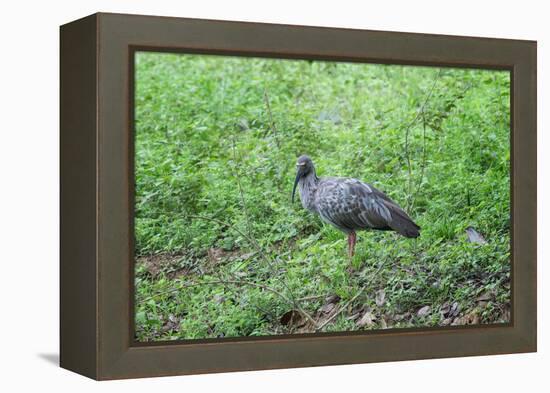 Plumbeous Ibis (Theristicus Caerulescens), Pantanal, Mato Grosso, Brazil, South America-G&M Therin-Weise-Framed Premier Image Canvas