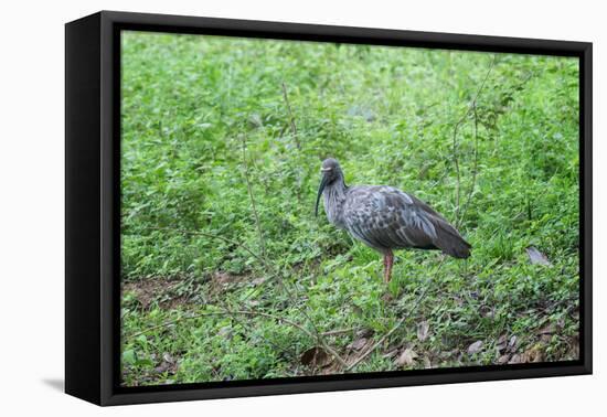 Plumbeous Ibis (Theristicus Caerulescens), Pantanal, Mato Grosso, Brazil, South America-G&M Therin-Weise-Framed Premier Image Canvas