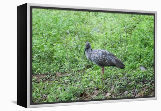 Plumbeous Ibis (Theristicus Caerulescens), Pantanal, Mato Grosso, Brazil, South America-G&M Therin-Weise-Framed Premier Image Canvas