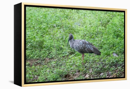 Plumbeous Ibis (Theristicus Caerulescens), Pantanal, Mato Grosso, Brazil, South America-G&M Therin-Weise-Framed Premier Image Canvas