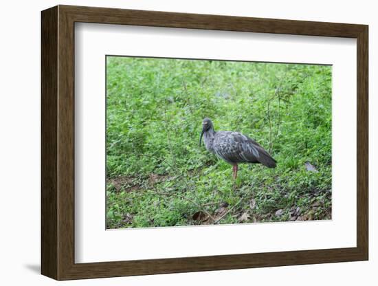 Plumbeous Ibis (Theristicus Caerulescens), Pantanal, Mato Grosso, Brazil, South America-G&M Therin-Weise-Framed Photographic Print