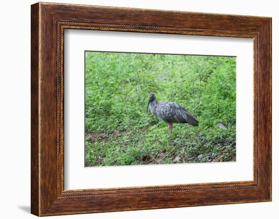 Plumbeous Ibis (Theristicus Caerulescens), Pantanal, Mato Grosso, Brazil, South America-G&M Therin-Weise-Framed Photographic Print