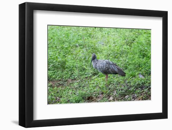 Plumbeous Ibis (Theristicus Caerulescens), Pantanal, Mato Grosso, Brazil, South America-G&M Therin-Weise-Framed Photographic Print