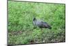 Plumbeous Ibis (Theristicus Caerulescens), Pantanal, Mato Grosso, Brazil, South America-G&M Therin-Weise-Mounted Photographic Print
