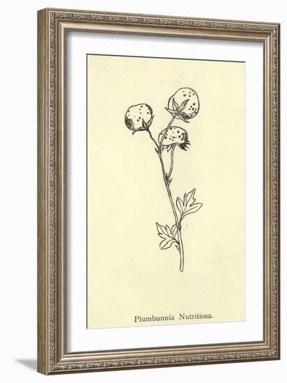 Plumbunnia Nutritiosa-Edward Lear-Framed Giclee Print