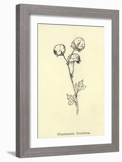 Plumbunnia Nutritiosa-Edward Lear-Framed Giclee Print