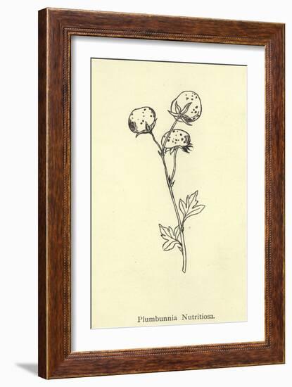 Plumbunnia Nutritiosa-Edward Lear-Framed Giclee Print