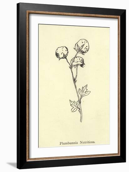 Plumbunnia Nutritiosa-Edward Lear-Framed Giclee Print