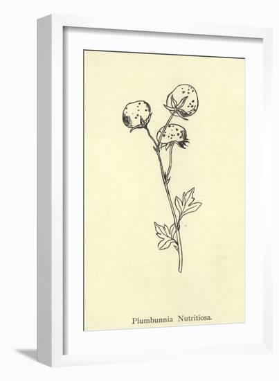 Plumbunnia Nutritiosa-Edward Lear-Framed Giclee Print
