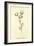 Plumbunnia Nutritiosa-Edward Lear-Framed Giclee Print