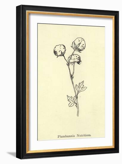 Plumbunnia Nutritiosa-Edward Lear-Framed Giclee Print