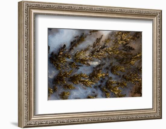 Plume Agate, Sammamish, Washington State-Darrell Gulin-Framed Photographic Print