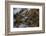 Plume Agate, Sammamish, Washington State-Darrell Gulin-Framed Photographic Print