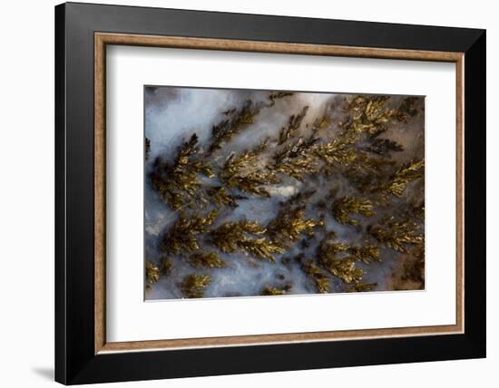 Plume Agate, Sammamish, Washington State-Darrell Gulin-Framed Photographic Print