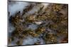 Plume Agate, Sammamish, Washington State-Darrell Gulin-Mounted Photographic Print