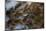 Plume Agate, Sammamish, Washington State-Darrell Gulin-Mounted Photographic Print
