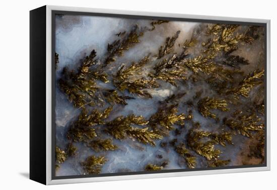 Plume Agate, Sammamish, Washington State-Darrell Gulin-Framed Premier Image Canvas