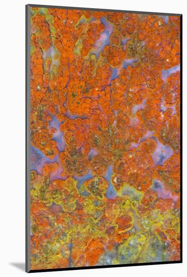 Plume Agate, Sammamish, Washington State-Darrell Gulin-Mounted Photographic Print