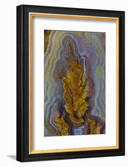 Plume Agate, Sammamish, Washington-Darrell Gulin-Framed Photographic Print