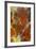 Plume Agate, Sammamish, Washington-Darrell Gulin-Framed Premium Photographic Print