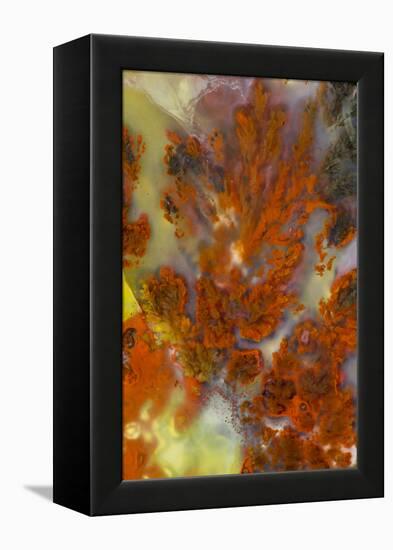 Plume Agate, Sammamish, Washington-Darrell Gulin-Framed Premier Image Canvas