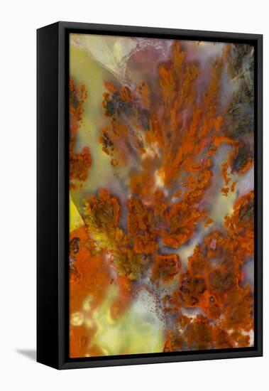 Plume Agate, Sammamish, Washington-Darrell Gulin-Framed Premier Image Canvas