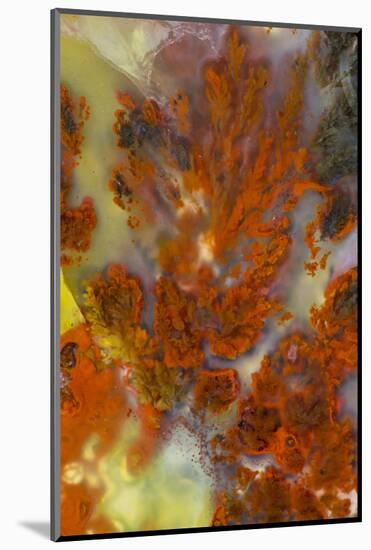 Plume Agate, Sammamish, Washington-Darrell Gulin-Mounted Photographic Print