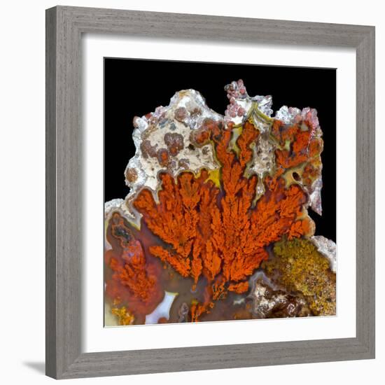 Plume Agate, Sammamish, Washington-Darrell Gulin-Framed Photographic Print