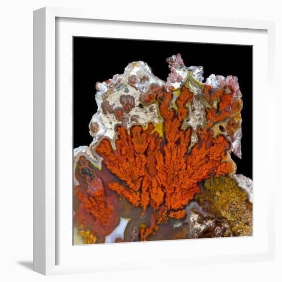 Plume Agate, Sammamish, Washington-Darrell Gulin-Framed Photographic Print