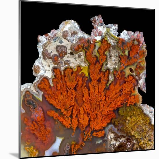 Plume Agate, Sammamish, Washington-Darrell Gulin-Mounted Photographic Print