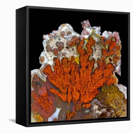 Plume Agate, Sammamish, Washington-Darrell Gulin-Framed Premier Image Canvas
