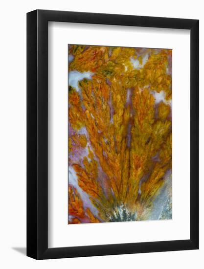 Plume Agate, Sammamish, Washington-Darrell Gulin-Framed Photographic Print