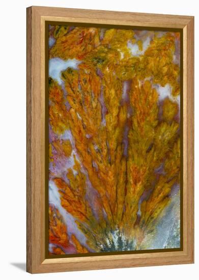 Plume Agate, Sammamish, Washington-Darrell Gulin-Framed Premier Image Canvas