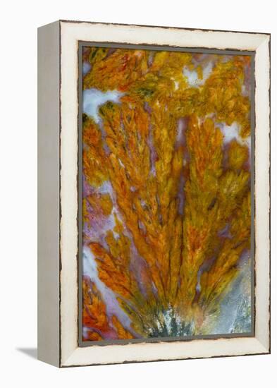 Plume Agate, Sammamish, Washington-Darrell Gulin-Framed Premier Image Canvas