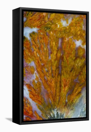 Plume Agate, Sammamish, Washington-Darrell Gulin-Framed Premier Image Canvas