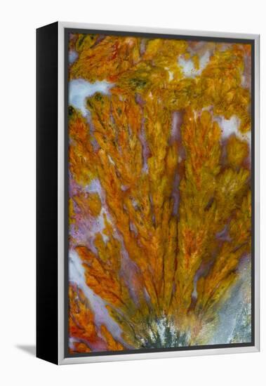 Plume Agate, Sammamish, Washington-Darrell Gulin-Framed Premier Image Canvas