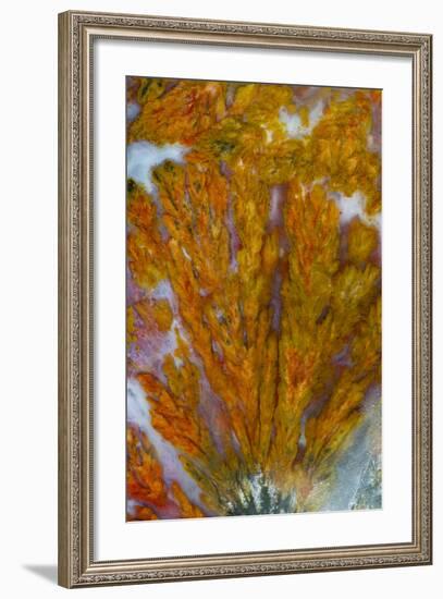 Plume Agate, Sammamish, Washington-Darrell Gulin-Framed Photographic Print