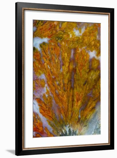 Plume Agate, Sammamish, Washington-Darrell Gulin-Framed Photographic Print