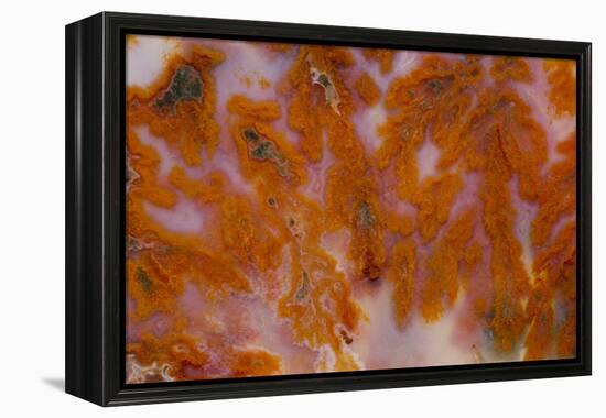 Plume Agate, Sammamish, Washington-Darrell Gulin-Framed Premier Image Canvas