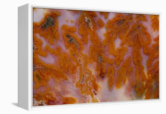 Plume Agate, Sammamish, Washington-Darrell Gulin-Framed Premier Image Canvas