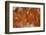 Plume Agate, Sammamish, Washington-Darrell Gulin-Framed Photographic Print