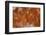 Plume Agate, Sammamish, Washington-Darrell Gulin-Framed Photographic Print