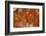 Plume Agate, Sammamish, Washington-Darrell Gulin-Framed Photographic Print